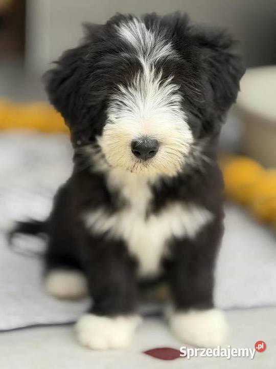 Bearded Collie FCI szczenięta wielkopolskie Kalisz