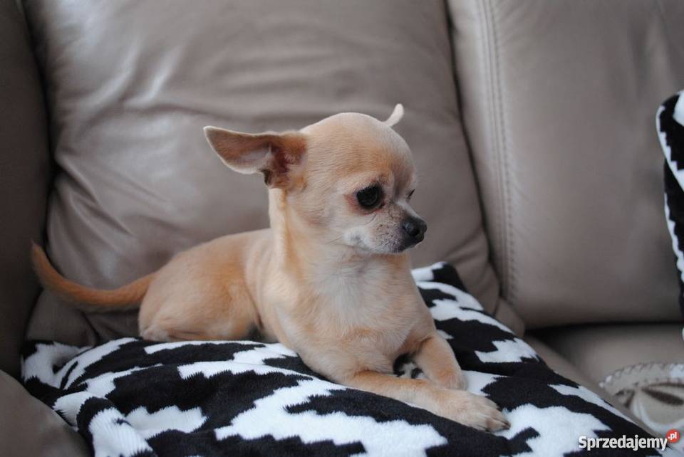 Krycie chihuahua reproduktor Lublin