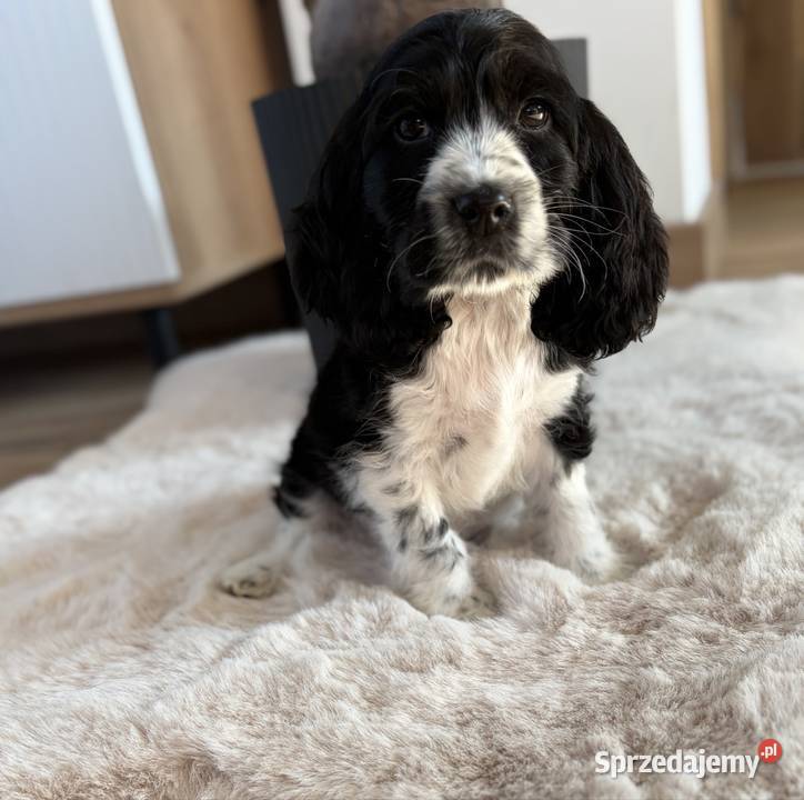 Cocker Spaniel Angielski sunia Radom