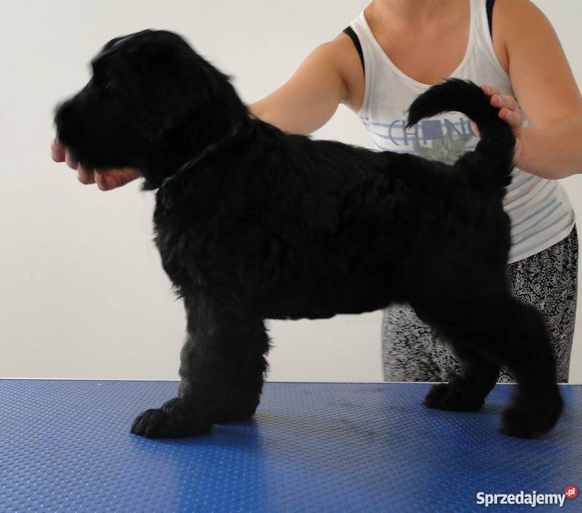Czarny Terier Rosyjski szczenięta z rodowodem Opole