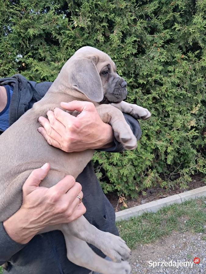 Urocze Cane Corso Ostrowiec Świętokrzyski