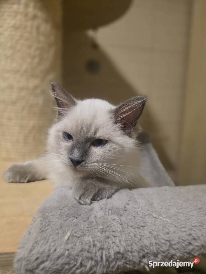 Uroczy ragdoll kocurek FPL prawdziwy rodowód Uścikowo
