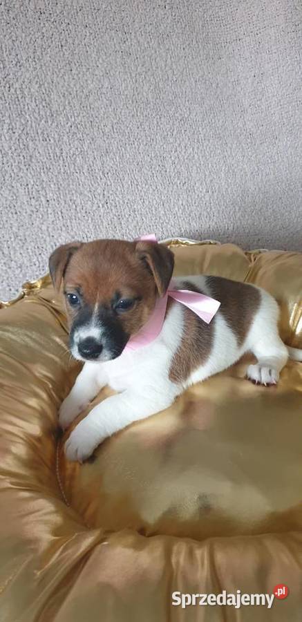 Jack Russell Terrier suczka Szarlejka