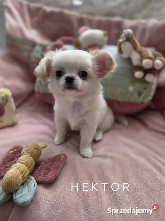 Chihuahua piesek ZKwP po CH. PL. Łódź