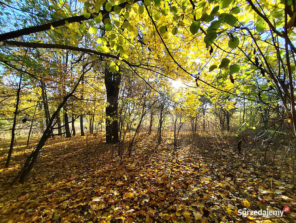 Sprzedam siedlisko w gminie Garbów sprzedam