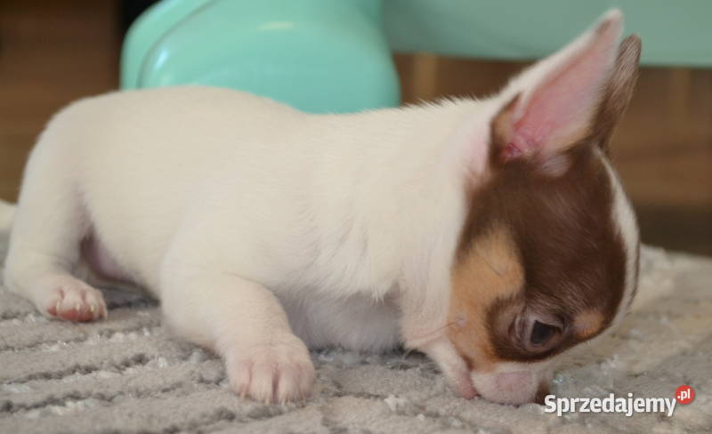 CHIHUAHUA ŚLICZNE SUNIA PIESEK Warszawa sprzedam