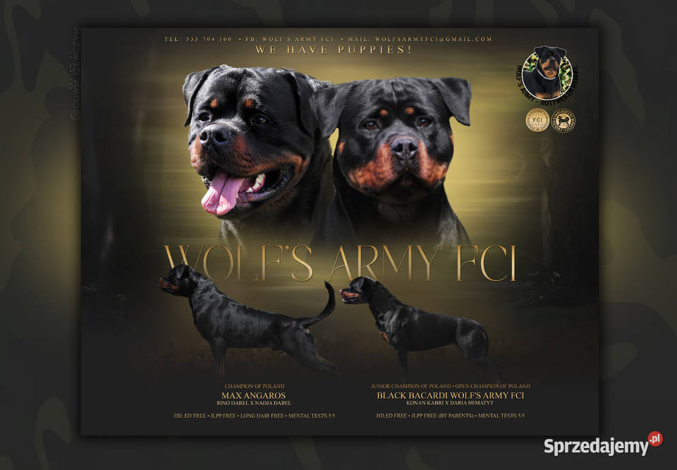 Rottweiler Szczenięta do Rezerwacji Odbiór Rottweiler