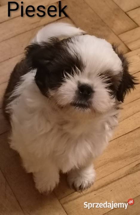 Szczenięta shih tzu z rodowodem Zwoleń sprzedam