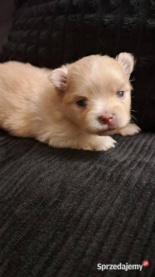 Szpic miniaturowy pomeranian sunia Dzikowiec