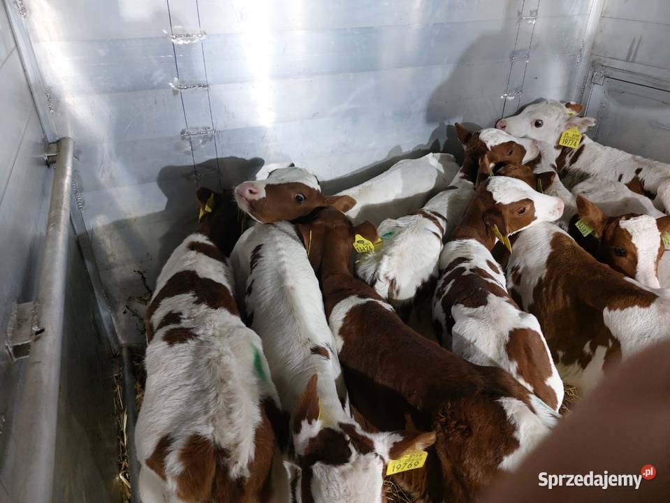 Sprzedam byczki Bydło sprzedam