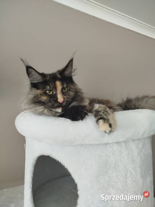 Kotka Hailey Maine Coon Szembruk