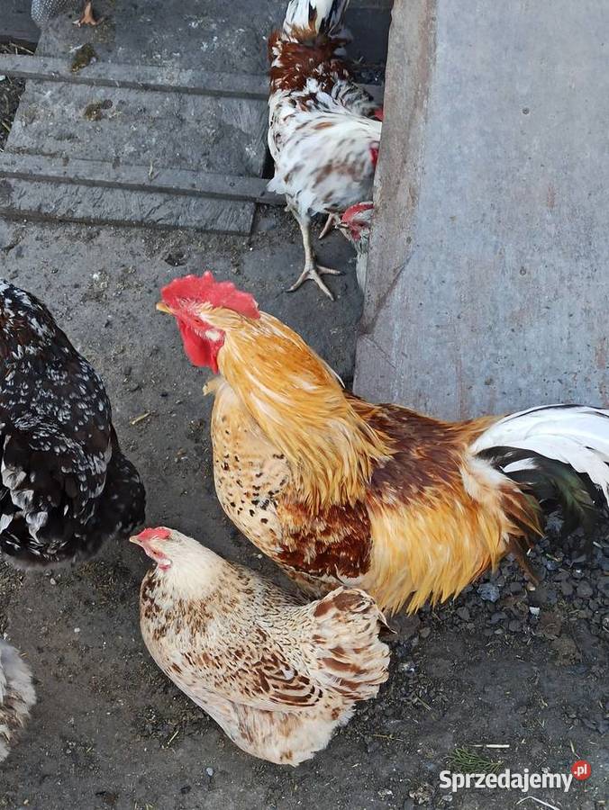 Jaja lęgowe kur mix ras zagrodowe teczanka Krupe