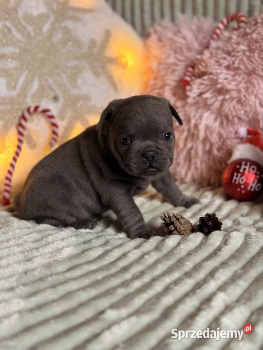 Buldog francuski do rezerwacji śląskie