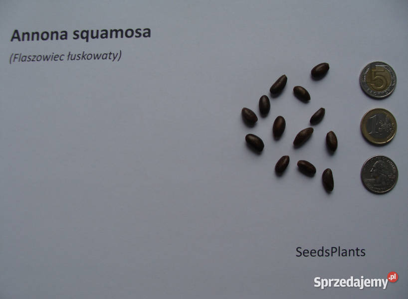 FLASZOWIEC ŁUSKOWATY Annona squamosa NASIONA 40 Lubanie