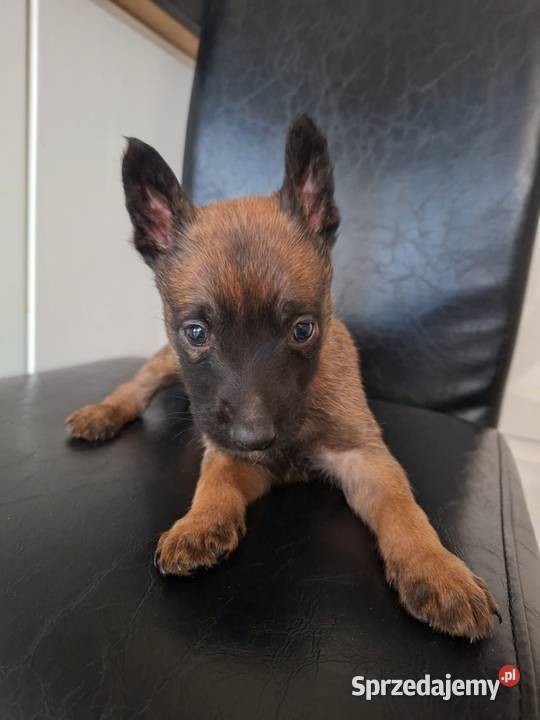 Owczarek Belgijski Milanois Częstochowa