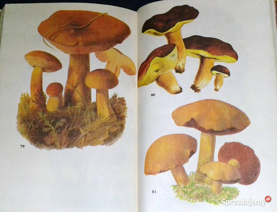 Atlas grzybów Bruno Hennig Chełm