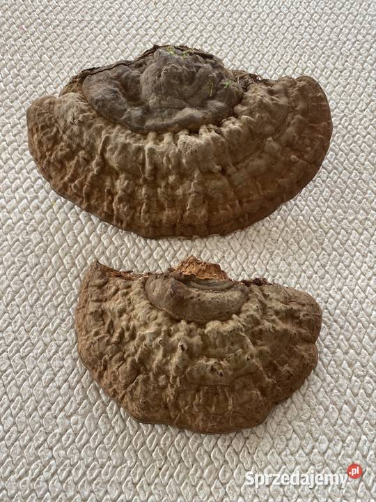 Lakownica spłaszczona Ganoderma applanatum Warszawa