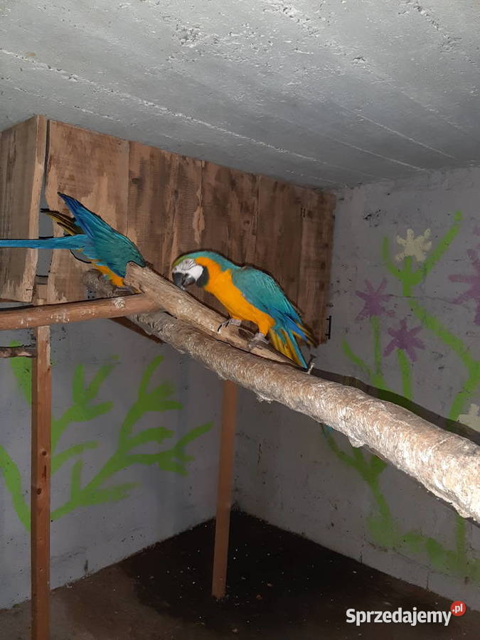 Sprzedam papugi ary Kraków sprzedam