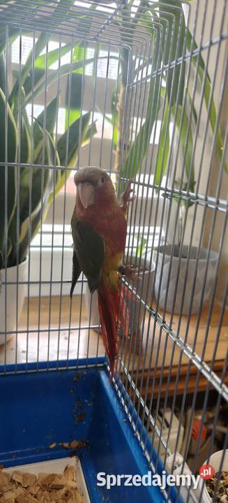 Papugi Rudosterki ręcznie karmione Kraków