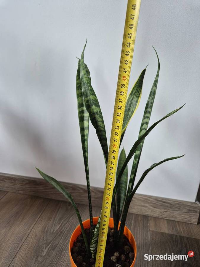 sansevieria wężownica pomorskie Gdańsk sprzedam