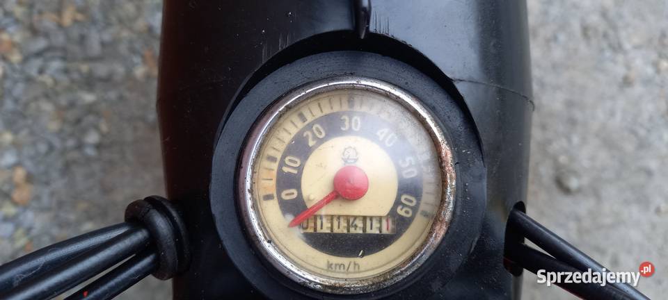 Komar Komar opolskie