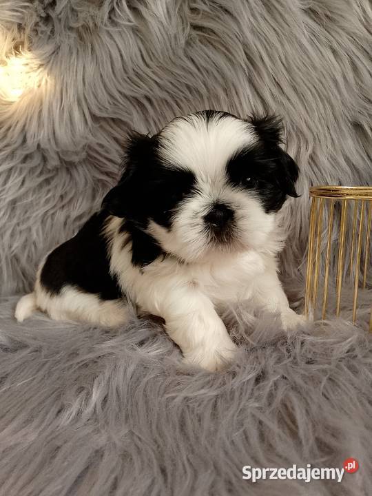 Śliczny piesek rasy ShihTzu wielkopolskie Kępno
