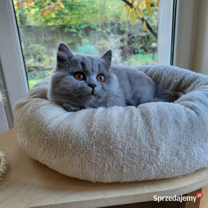 Kocięta z rodowodem FPL Łosie