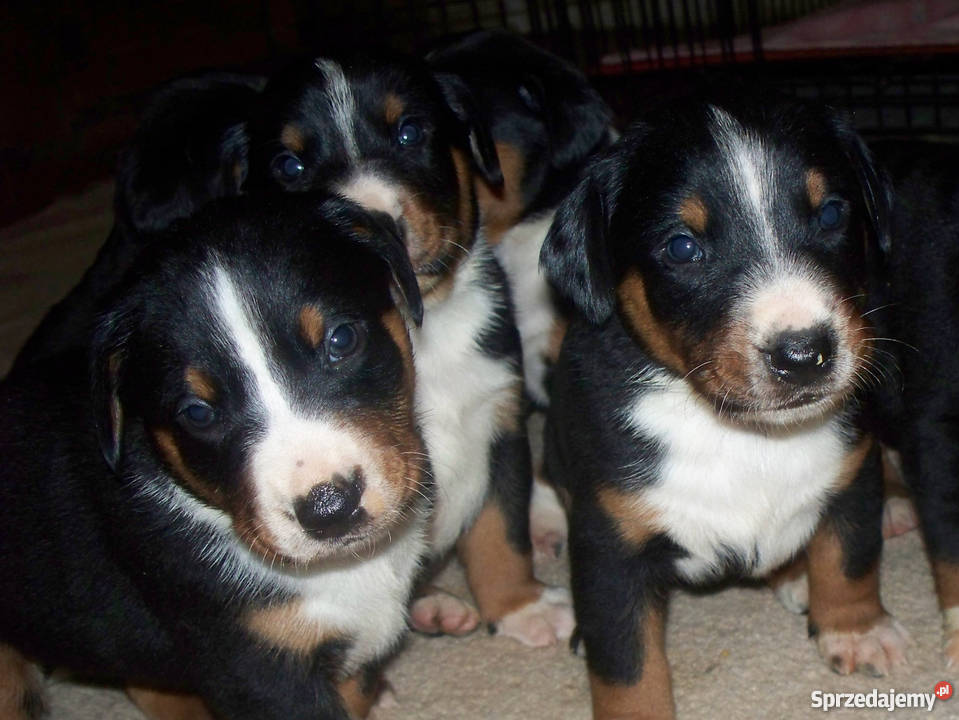 Appenzeller Szwajcarski pies pasterski Żelechów sprzedam