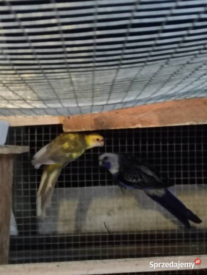 Rozelle królewskie Andrychów sprzedam