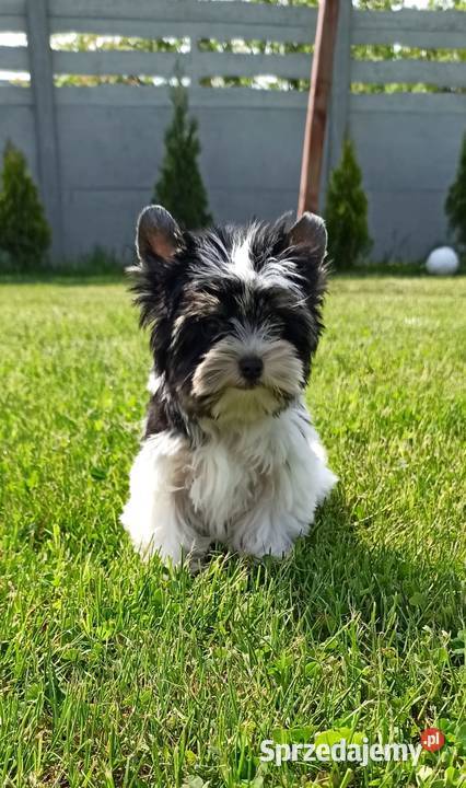 York Biewer Piękny malutki królewicz Rodowodowy dolnośląskie Wrocław