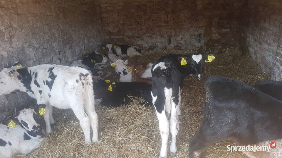 Byczki jałóweczki Piotrków Trybunalski