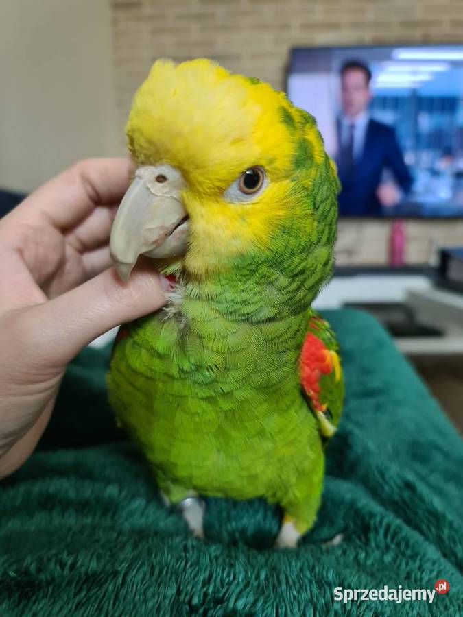 Amazonka Oratrix żółtogardła Marki sprzedam