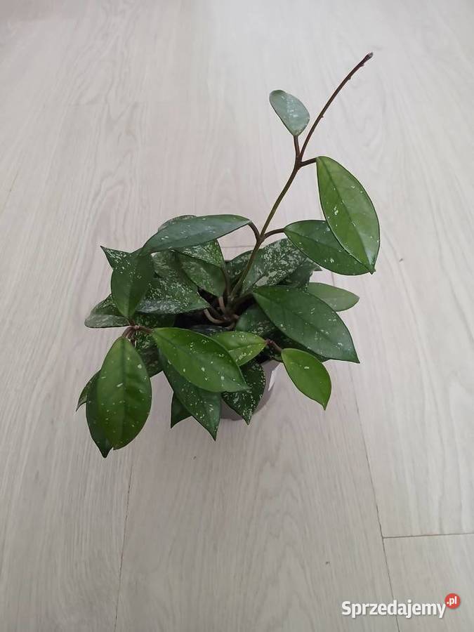 Hoya carnosa splash hoja carnosa stardust Częstochowa