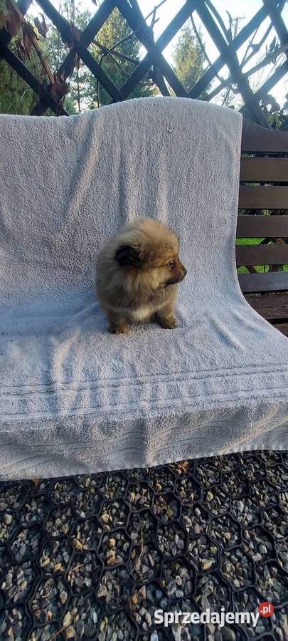 Szpic miniaturowy szczeniak Żabno