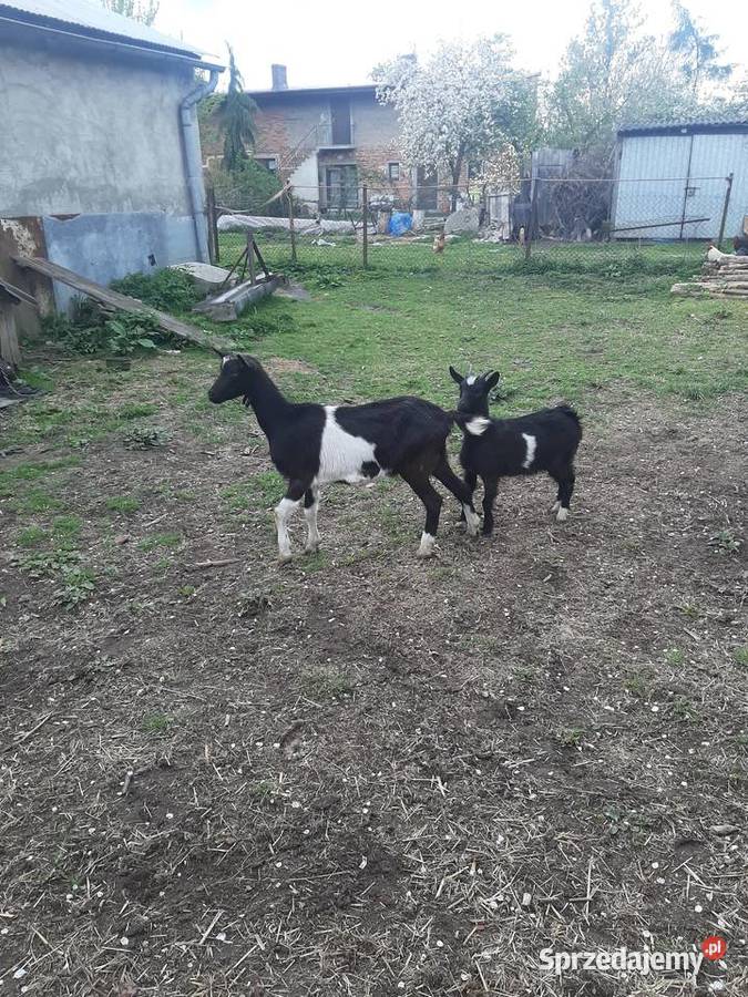 koza Pozostałe Nowe Gajęcice