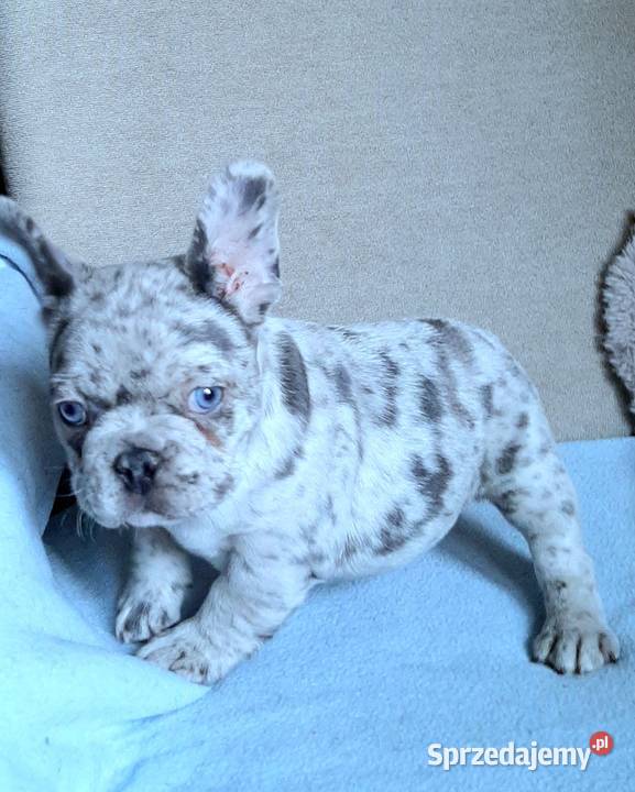 Buldog francuski suczka i piesek sprzedam