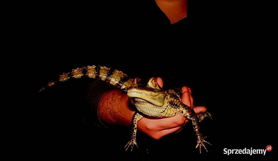 Sprzedam młode Kajmany okularowe Caiman Gady i płazy Katowice