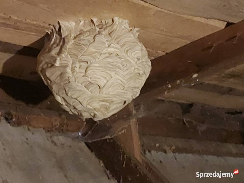 Szerszenie Osy usuwanie gniazd Leszno sprzedam