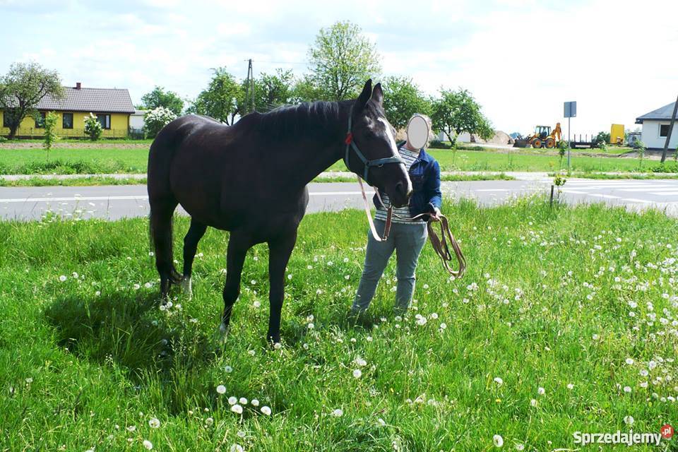 Sprzedam KLACZ KARA kujawsko-pomorskie Kruszynek