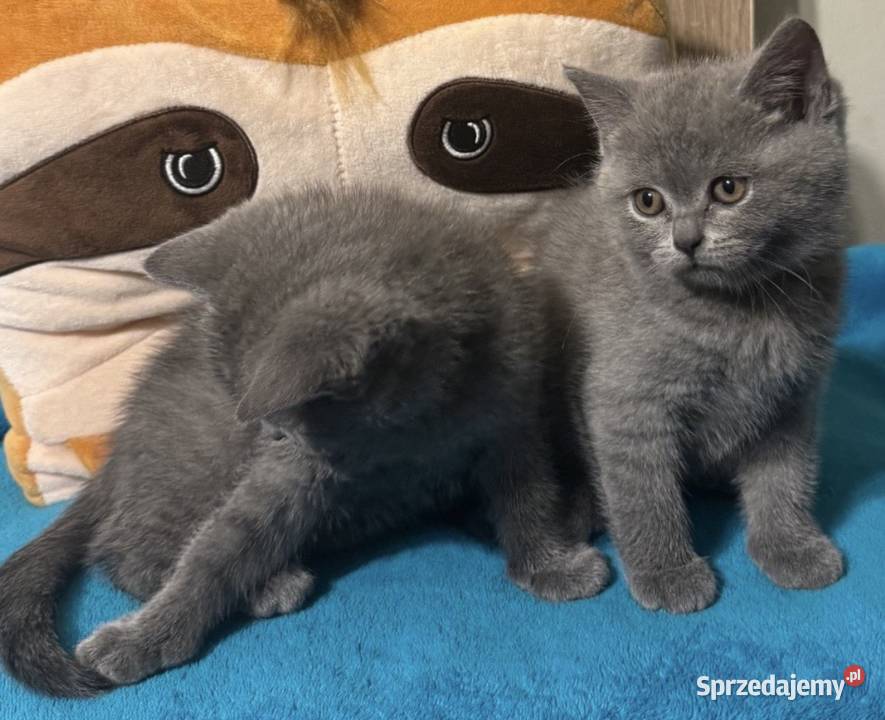Kotka brytyjska niebieska Kraków sprzedam