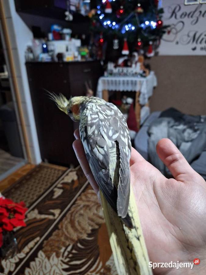 Nimfa ręcznie karmiona Dzierzbin