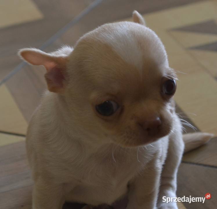 CHIHUAHUA ŚLICZNY MALUTKI PIESIO Chihuahua Warszawa