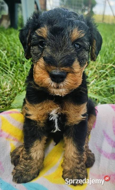 Terier walijski teriery walijskie welsh terrier kujawsko-pomorskie Włocławek sprzedam