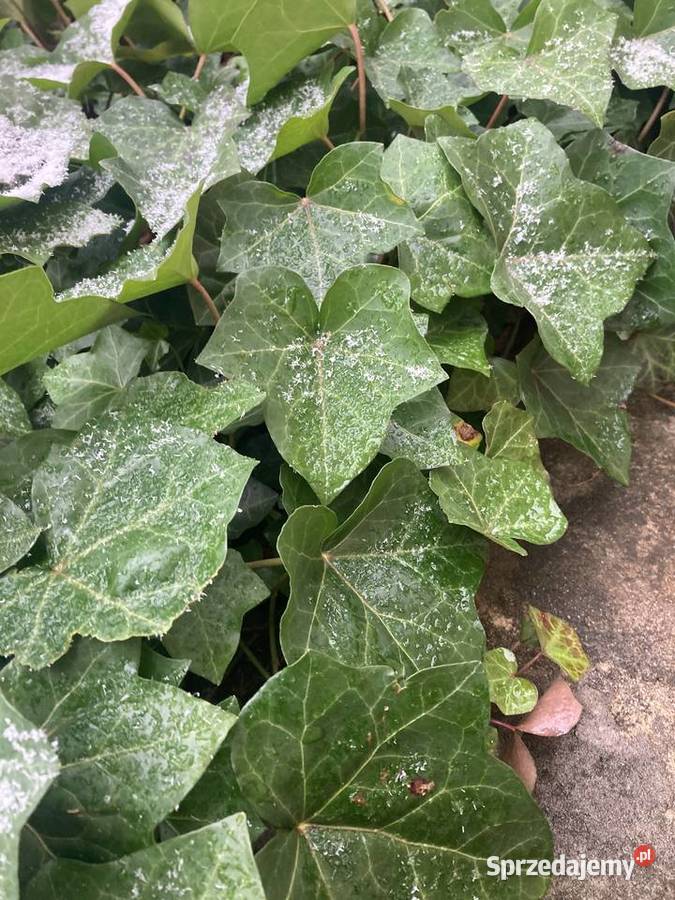 Bluszcz Hedera Helix zimozielony Duże Sadzonki lubelskie Lublin