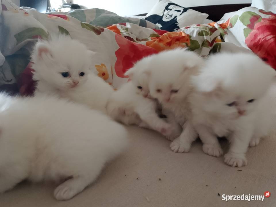 Korki perskie białe sreberka Inowrocław