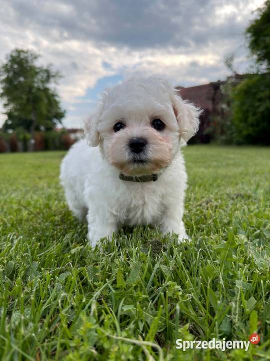 Bichon frise Fci śląskie Toszek sprzedam
