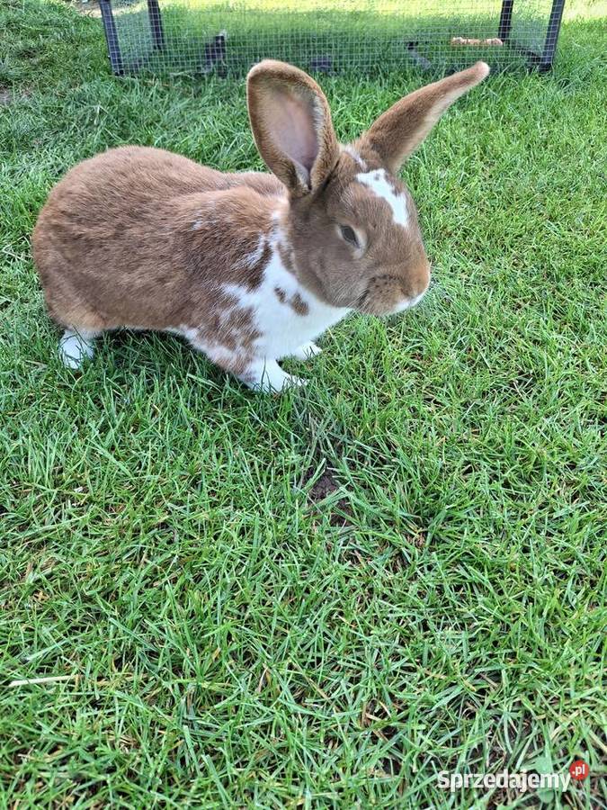 Kroliki meklemburskie Zwoleń