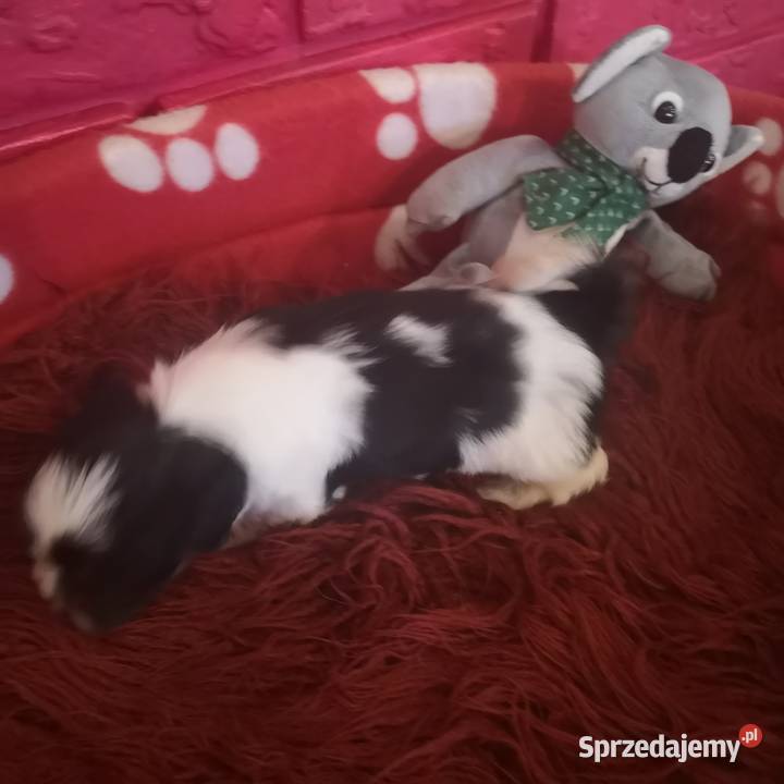Śliczny PIESEK rasy Shih tzu piękny szczeniaczek Szczecinek
