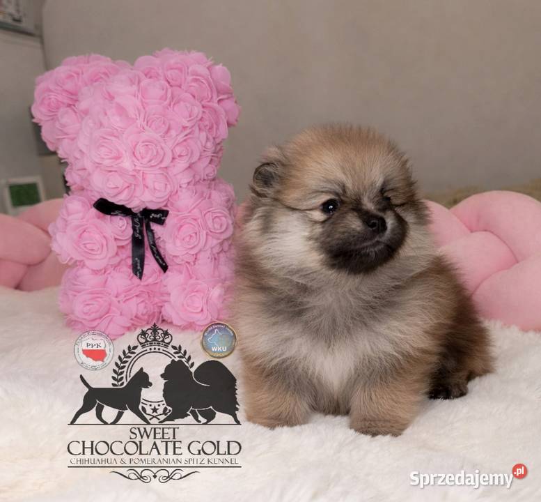 Sunia Szpic miniaturowy pomeranian Orange Sable Warszawa