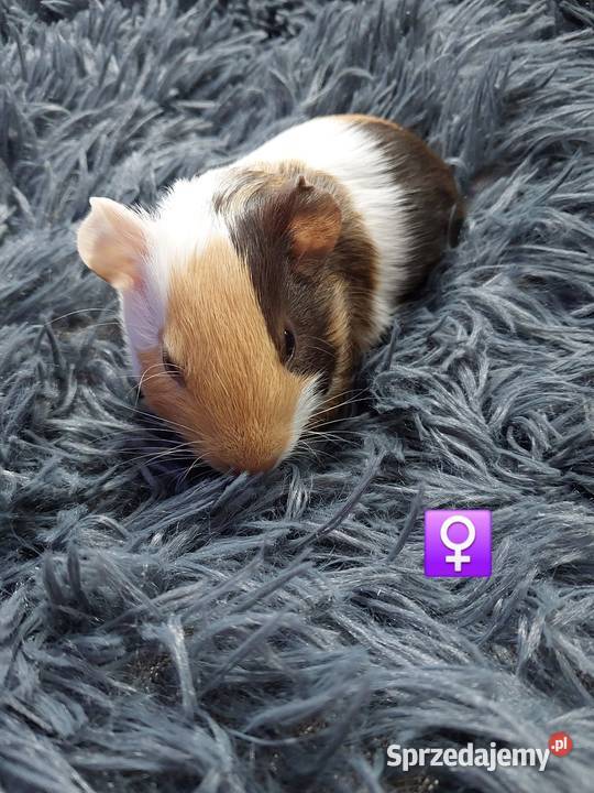 Świnki morskie rezerwacja mazowieckie Warszawa